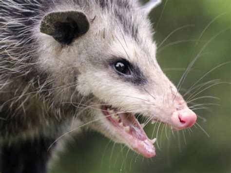 El tlacuache: el único marsupial mexicano - México Desconocido