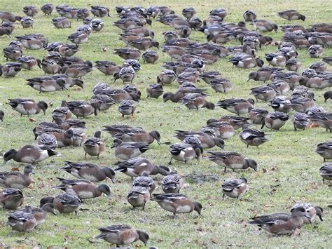 Sequim-Dungeness Christmas Bird Count Results — OLYMPIC PENINSULA ...