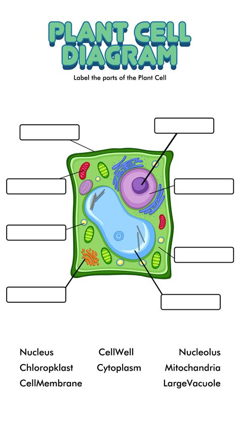 Plant And Animal Cell Diagram Printable at Derek Spencer blog