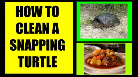 Image result for Snapping Turtle Cleaning