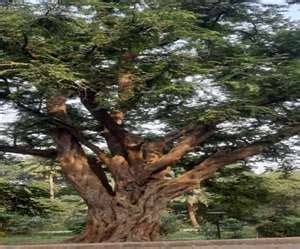 Heritage Tree: तत्कालीन कमिश्नर जेडब्ल्यू होज ने लगाया था आगरा क्लब में ...
