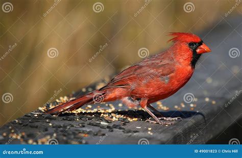 Feeding Cardinal stock image. Image of cardinal, seed - 49001823