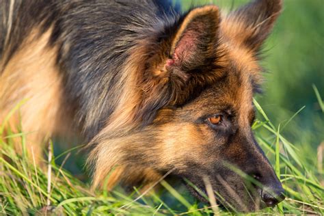 Types of Tracking Dogs 的图像结果