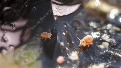 Image result for Do Springtail Hop