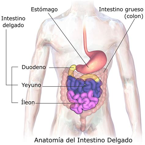 Estructura y motilidad del intestino delgado — Cuaderno de Cultura ...
