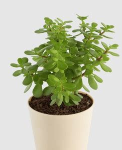 Cloud Farm Jade Plant Price in India - Buy Cloud Farm Jade Plant online ...