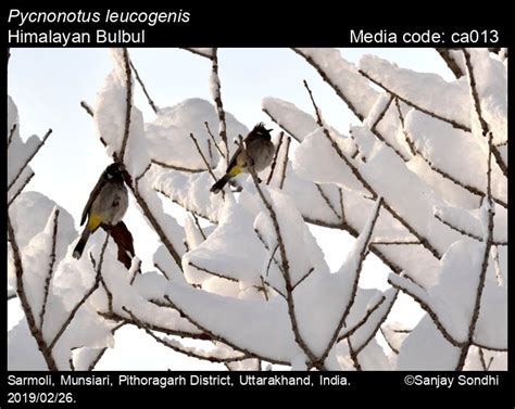 Pycnonotus leucogenis (J.E. Gray, 1835) - Himalayan Bulbul | Birds