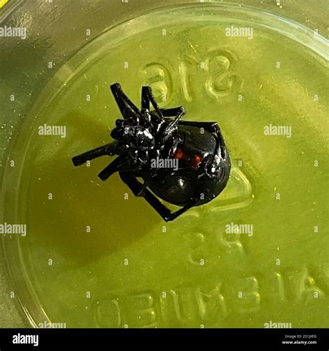 Western Black Widow (Latrodectus hesperus Stock Photo - Alamy