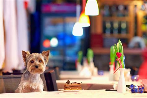 Топ-5 dog friendly ресторанов Москвы | Москва ресторанная