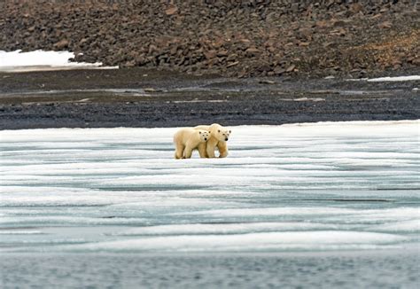 Polar Bear Tours in Svalbard | Safe Arctic Expeditions