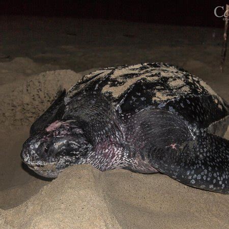 Kalawai Adventure - Waigeo Island | Tripadvisor