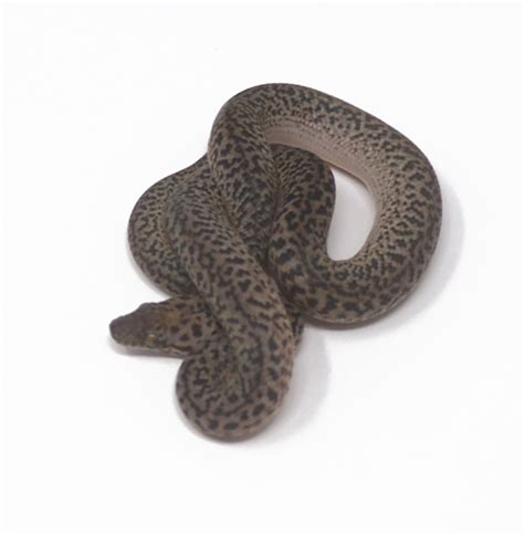 Image result for Granite Spotted Python