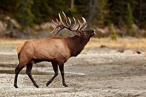 Image result for elk
