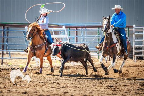 Image result for Practice Team Roping