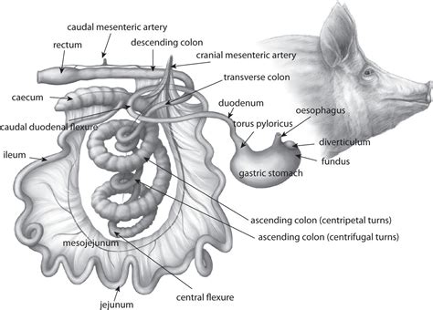 Pig Digestive System Diagram