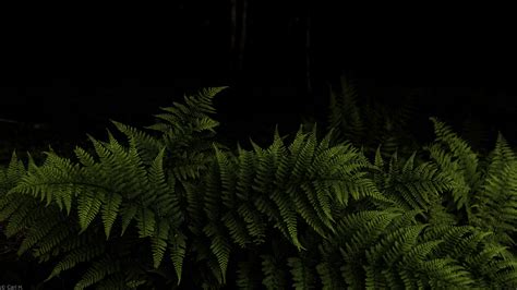 Download wallpaper 1920x1080 fern, leaves, branches, green, darkness ...
