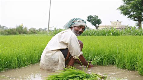 Hybrid Paddy Cultivation : इन टॉप किस्मों से करें हाइब्रिड धान की खेती ...