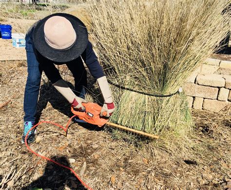 Pruning Ornamental Grasses – Gardening With Charla Anthony