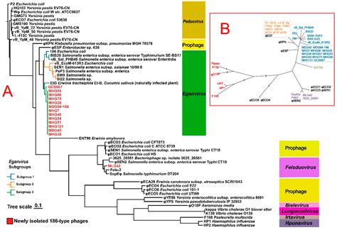 Phylogenetic Relationships and Evolution of the Genus Eganvirus (186-Type) Yersinia pestis ...
