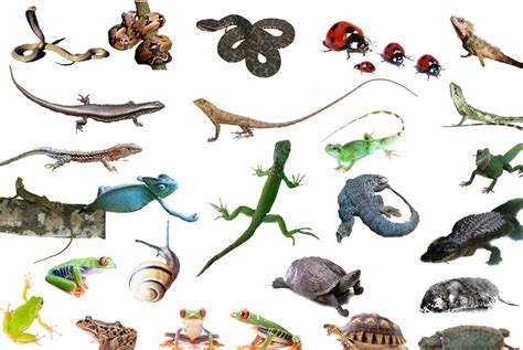 爬行动物中国风十二生肖蛇年动物纹样摄影图