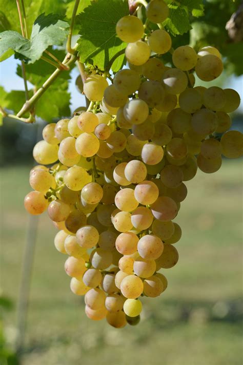 Muscat of Alexandria | White wine grapes, Grapes, Fruit garden