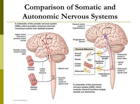 Image result for Somatic Nervous System Function