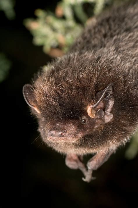 Bats in the City - Bat Conservation International