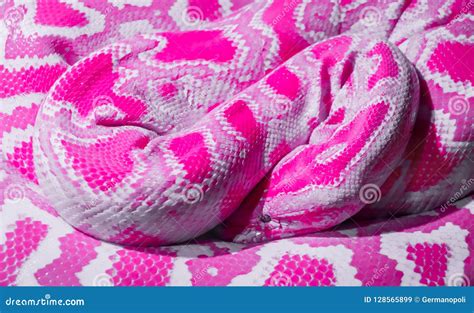 Image result for Python Programming Code Pink
