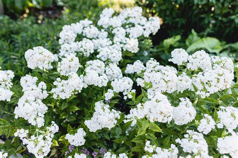 How to Grow and Care for Snowball Bush Viburnum