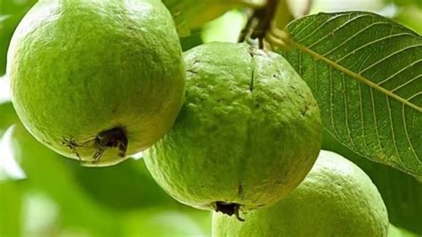 Rare 5 Letter Fruits You Should Know - Meredith Plays