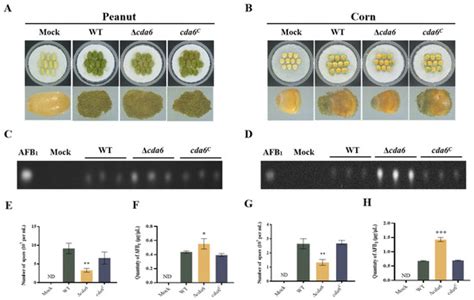 Chitin Deacetylase Homologous Gene cda Contributes to Development and ...
