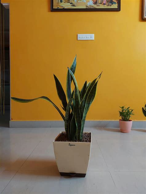 Buy Large Sansevieria Laurentii Plant Online in India | Ugaoo