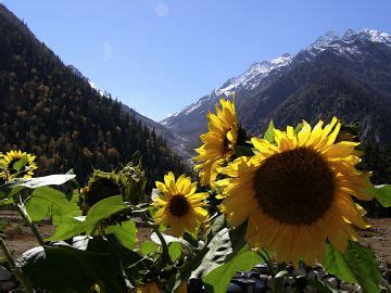 6 Days 5 Nights solang valley Shopping Tour Package | Manali, Naggar ...