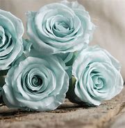 Image result for Baby Blue Roses Wallpaper
