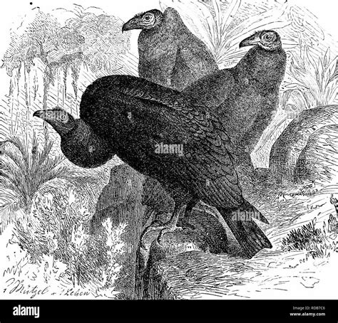 . Key to North American birds. Containing a concise account of every species of living and ... - species of vultures in north america