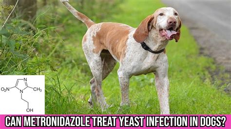 Can Metronidazole Treat Yeast Infection in Dogs?