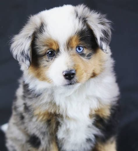 How To Take Care Of A Mini Aussie Puppy at Anthony Hackler blog