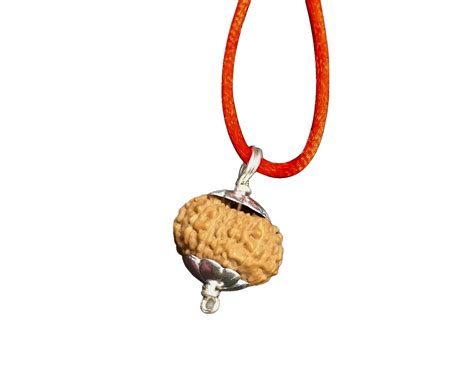 14 Mukhi Indonesian Rudraksha Large – RudraShiv Blessing