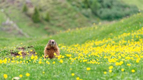 Bing image: Alpine marmot - Bing Wallpaper Gallery