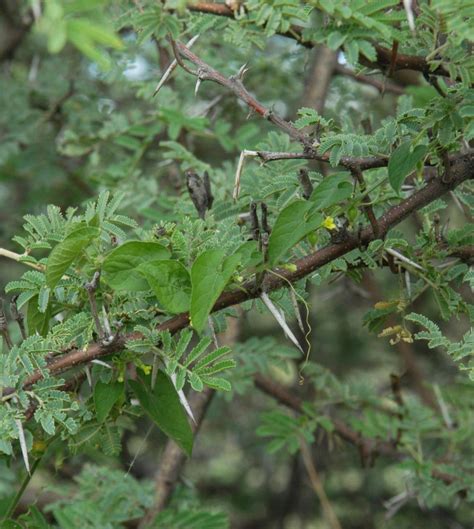 Kedrostis Medik. | Plants of the World Online | Kew Science