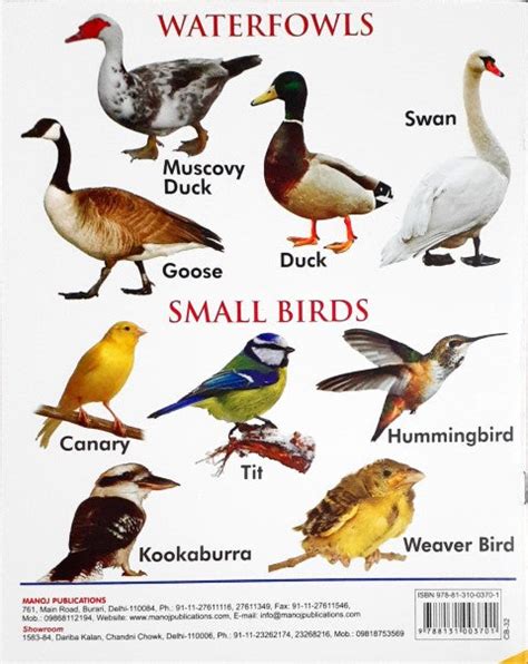 My First Book of Birds Wipe And Clean – Books and You