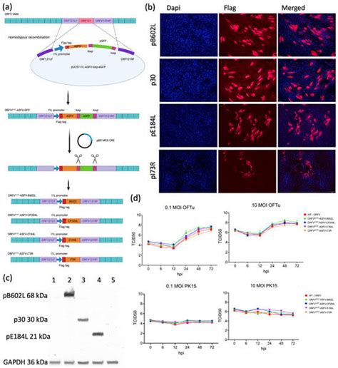 Identification of an Immunodominant B-Cell Epitope in African Swine ...