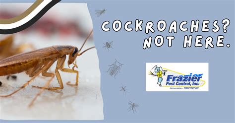 Cockroach Infestation Solutions 的图像结果