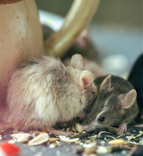 How Many Mice Are In a Litter? - Kapture Pest