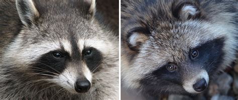 The Raccoon Dog? – DFW Urban Wildlife