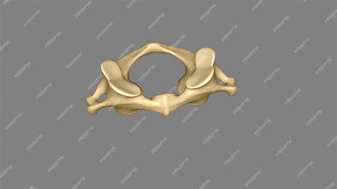 Premium Photo | The atlas plural atlases is the first cervical vertebra ...