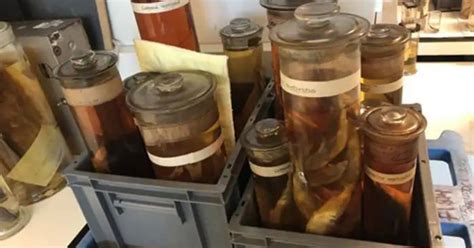 Image result for Extinct Fish Models