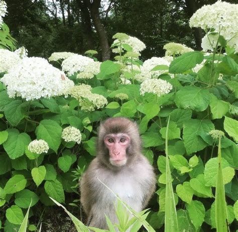 Pin by t on me_irl | Funny monkey pictures, Cute baby monkey, Monkey ...