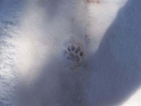 Bobcat Tracks In Snow