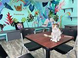 Cat Cafes: The 50 Best Coffee Shops with Cats in the United States ...